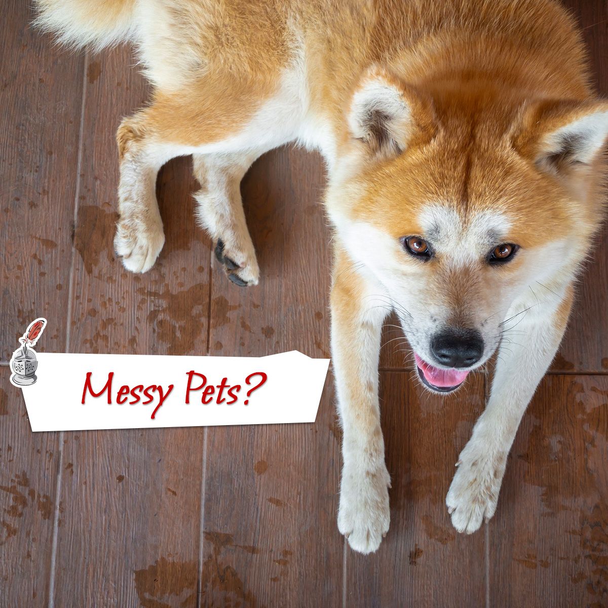 Messy Pets?